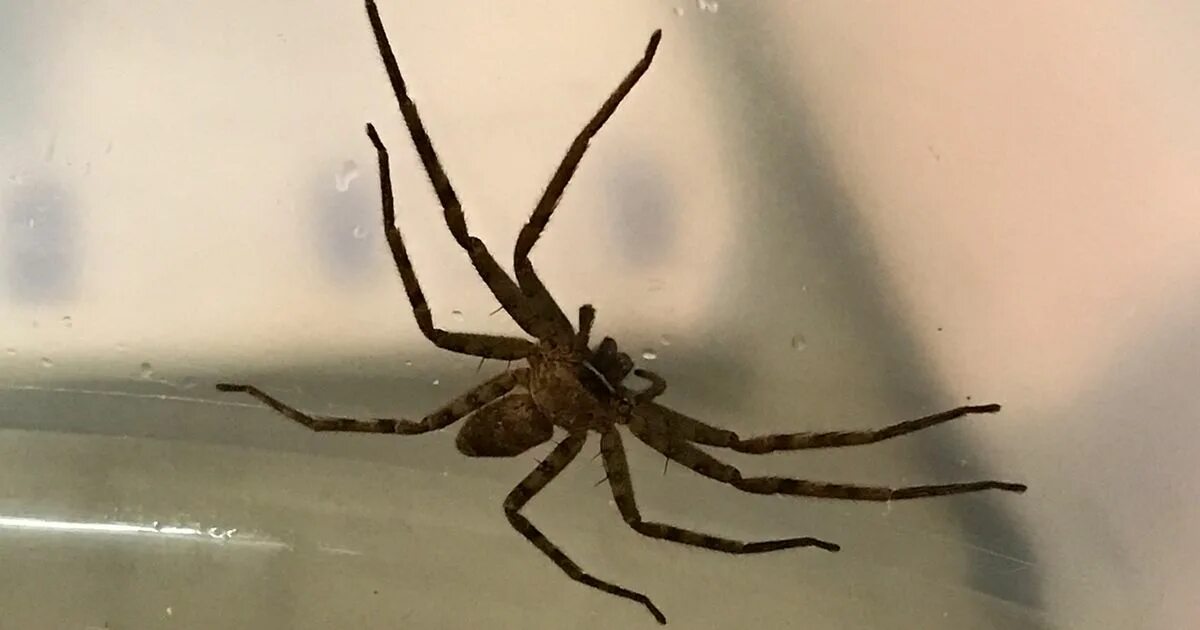Top 10 Spiders Scarier Than The Murder Hornet - YouTube