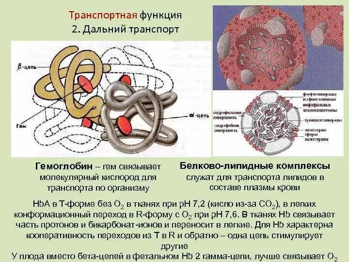 Виды транспортных белков. Транспортная роль белков. Транспортная функия белка. Транспортные белки примеры. В состав входят транспортные белки