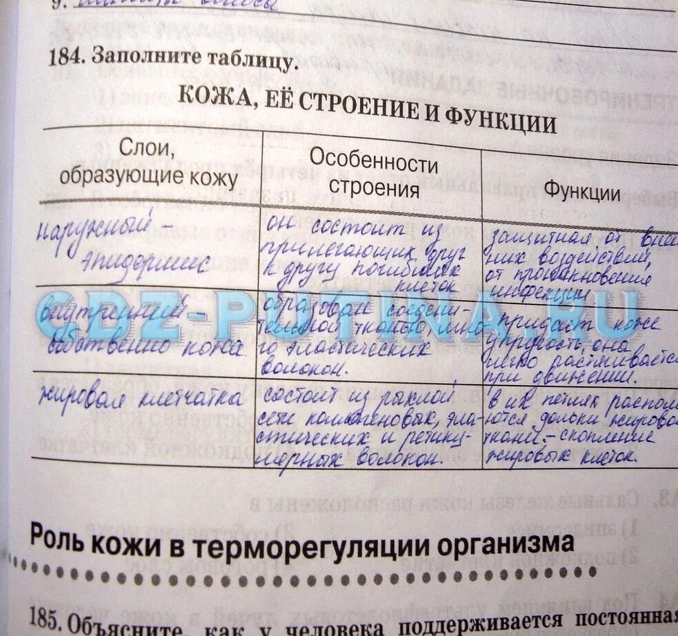 Взаимосвязь строения и функций кожи.