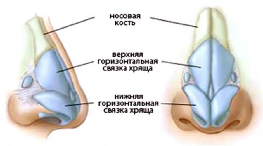 Строение наружного носа. Анатомия носа хрящи носа. Кости и хрящи носа анатомия.