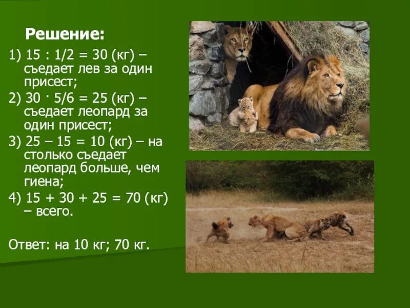 Сколько Львов на картинке правильный ответ. Сколько съедает Лев в день. Лев сколько килограмм. Сколько килограмм мяса съедает Лев. Лев сколько кг