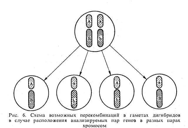 Схема скрещивания гамет. Скрещивание хромосом. Схема взаимного расположения генов в хромосоме составляющих одну. Схемы скрещивания с хромосомами. Перекомбинация генов в мейозе