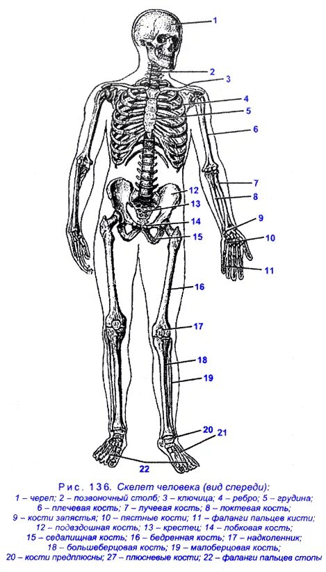 Скелет человека с названием костей вид спереди.