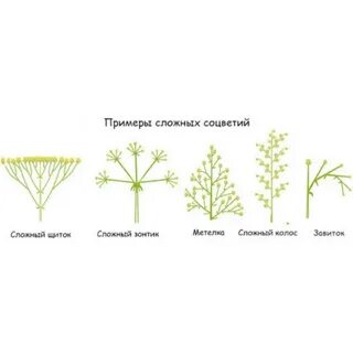 Чем простые соцветия отличаются от сложных