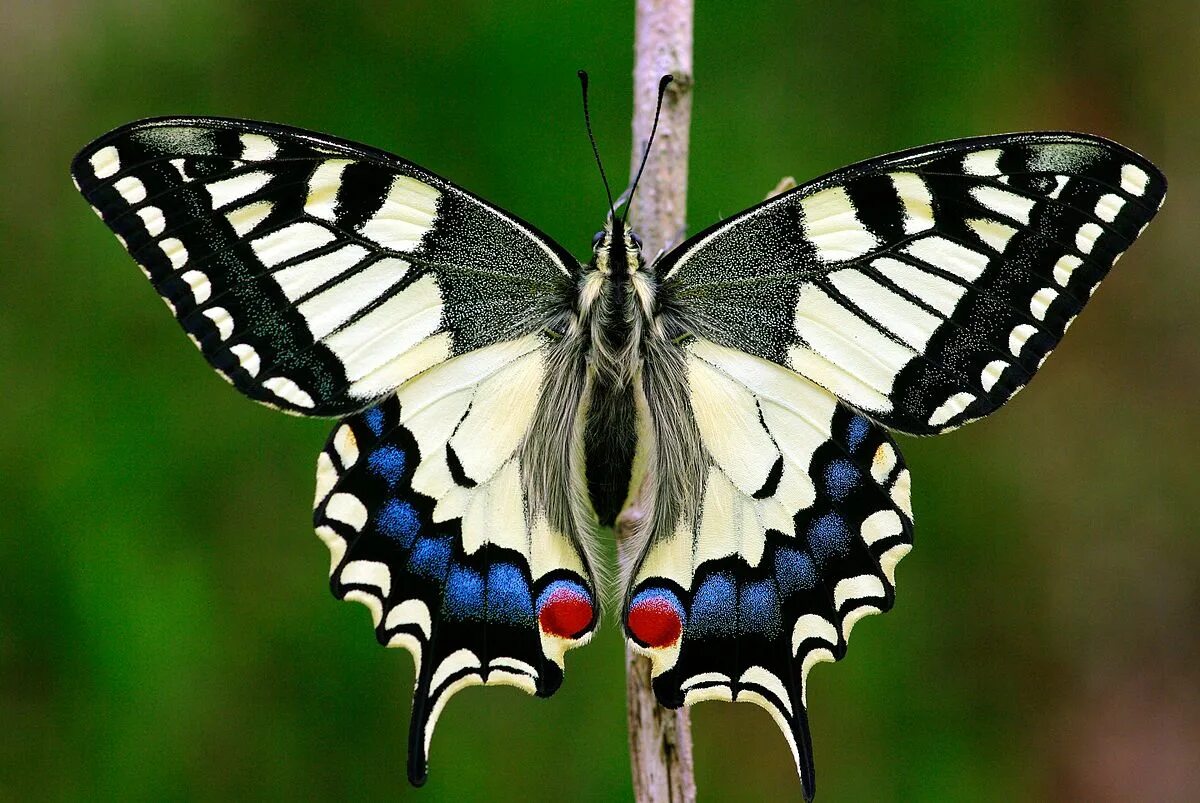 Бабочка парусник Махаон. Бабочка Махаон (Papilio Machaon). Бабочка Папилио Махаон. Парусник Махаон – Papilio Machaon. Дневная бабочка сканворд