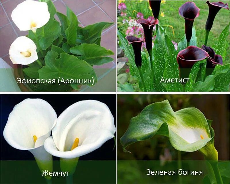 Значение цветов каллы. Калла цветок описание. родина каллы комнатного растения. цветы каллы разновидности и сорта с описанием. калла цветок приметы.