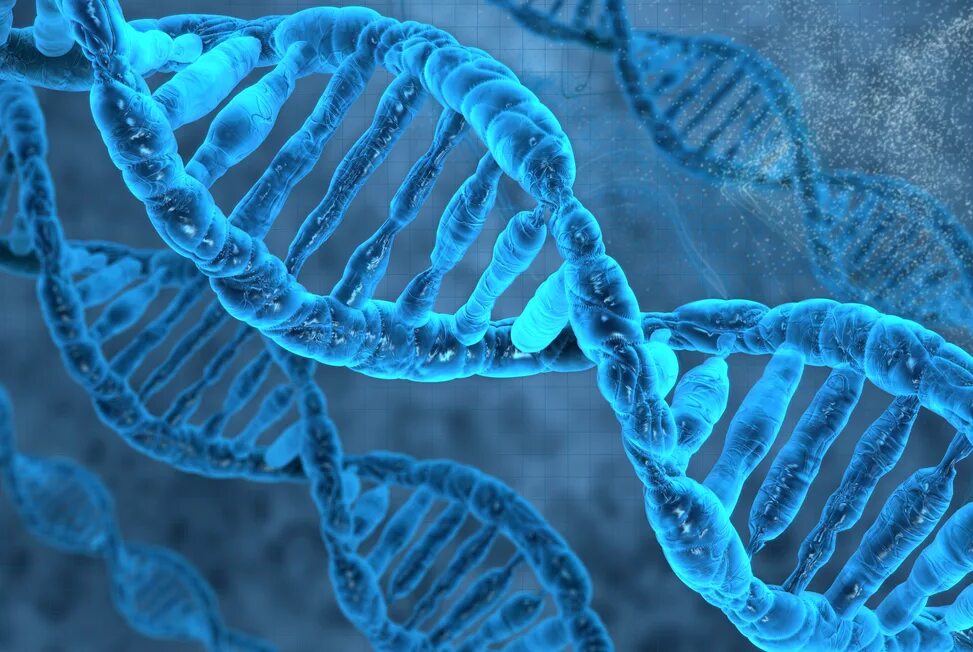 днк 3 10. клетка днк. рнк праймер в репликации днк. модель молекулярной структуры днк. цепочка днк.