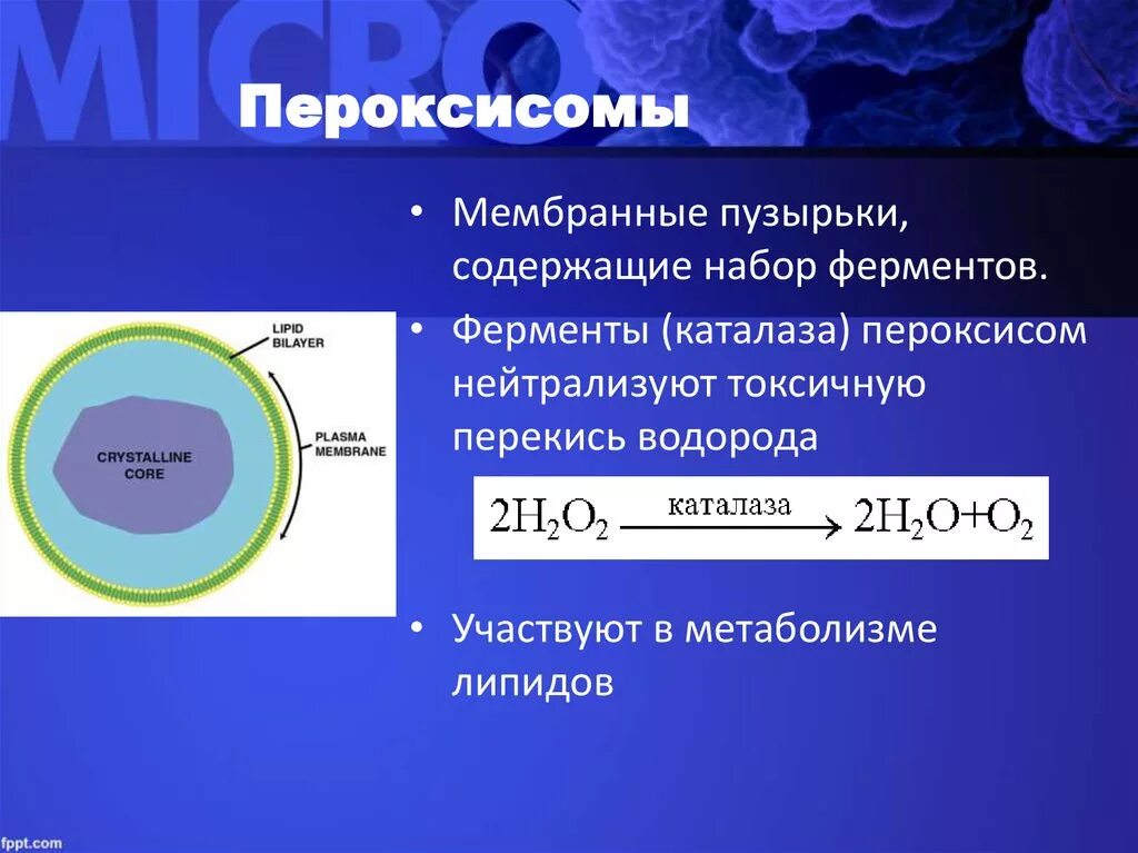 Катализаторы живых клеток. Пероксисома строение органоид. Пероксисомы строение и функции. Пероксисома строение и функции. Органоид клетки пероксисома.