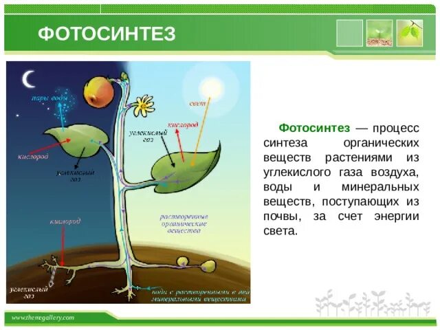 Грибы растительные организмы утратившие способность к фотосинтезу. Фотосинтез 3 класс. Схема фотосинтеза биология. Схема процесса фотосинтеза. Фотосинтез растений 5 класс биология.