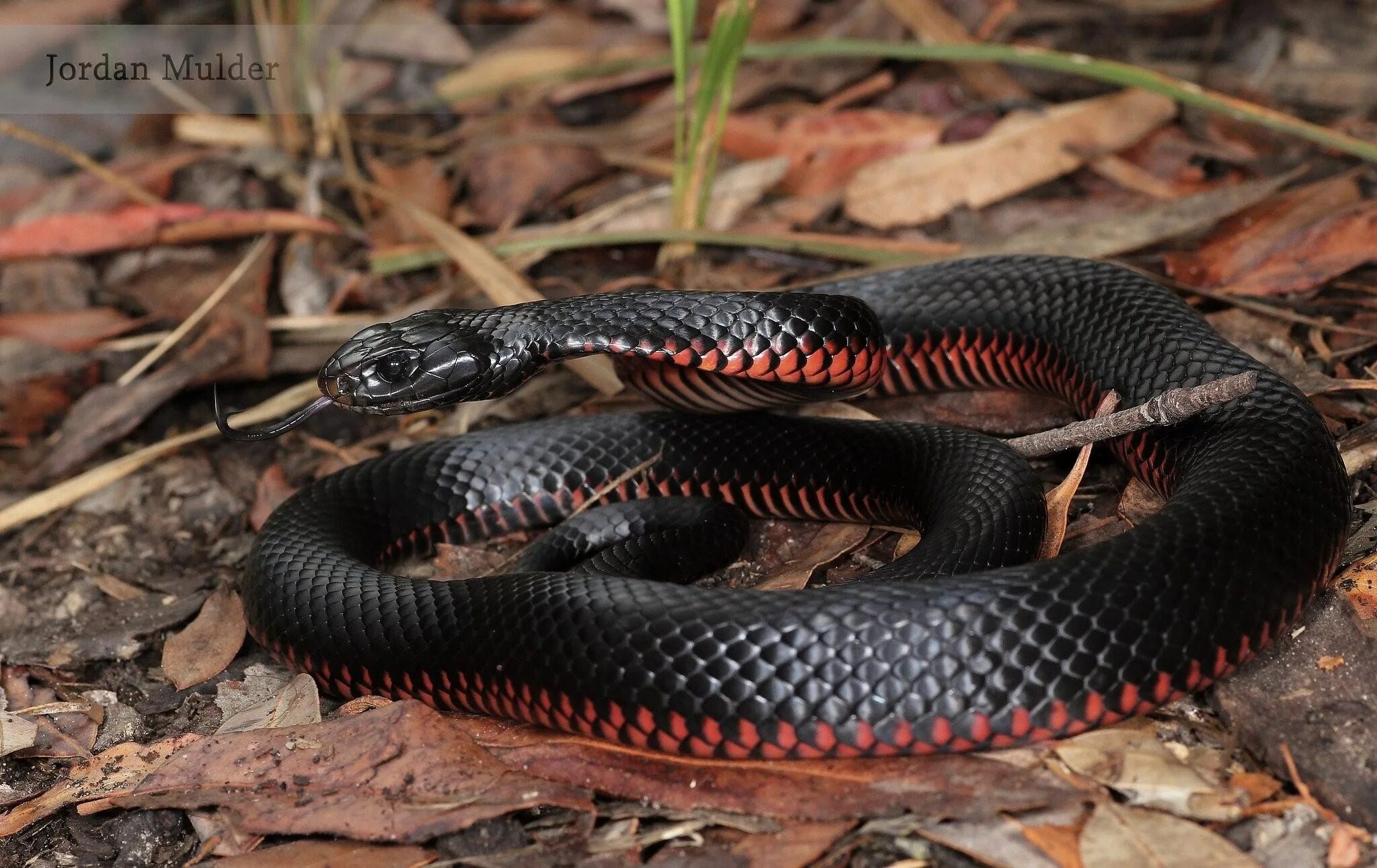 Змеи черного цвета. Краснобрюхий чёрный Аспид. Черная ехидна змея. Чёрная гадюка змея ядовитая. Краснобрюхий полоз.
