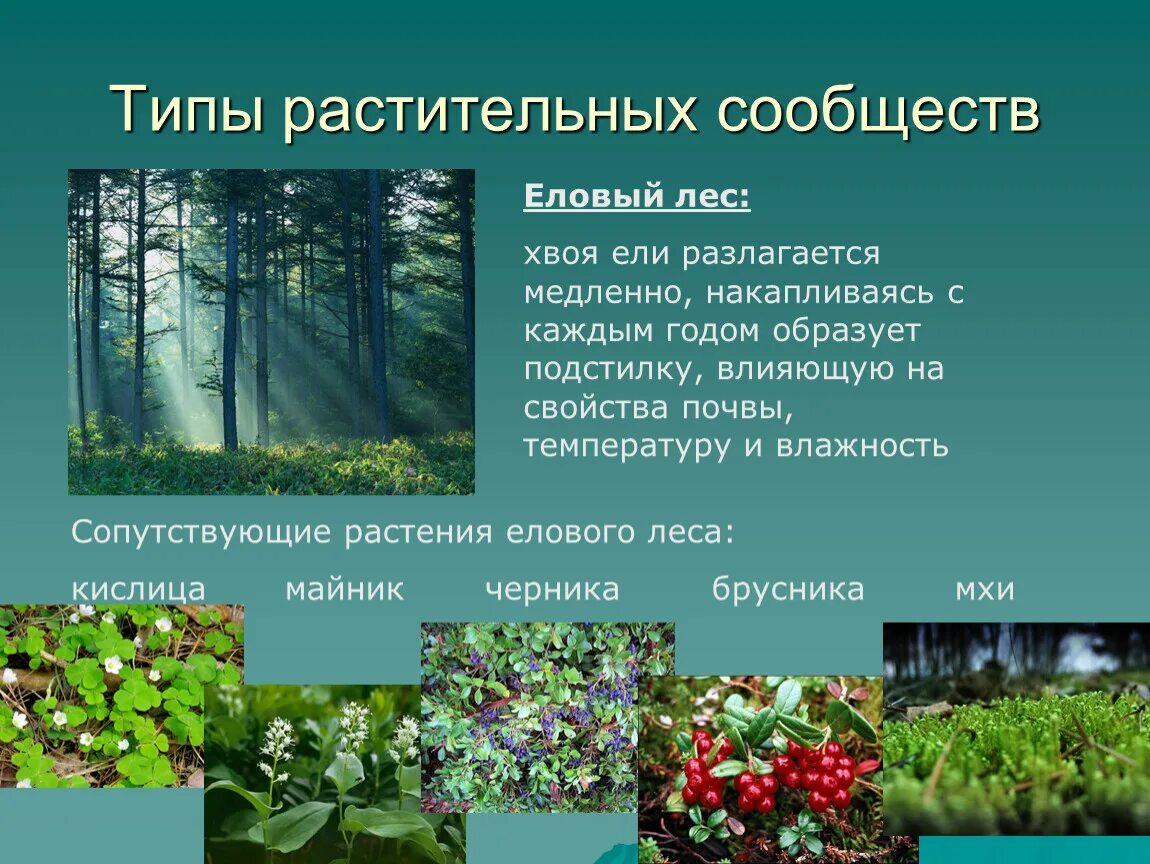 Растительные сообщества. Типы растительных сообществ. Растительное сообщество растений. Растительные сообщества примеры.