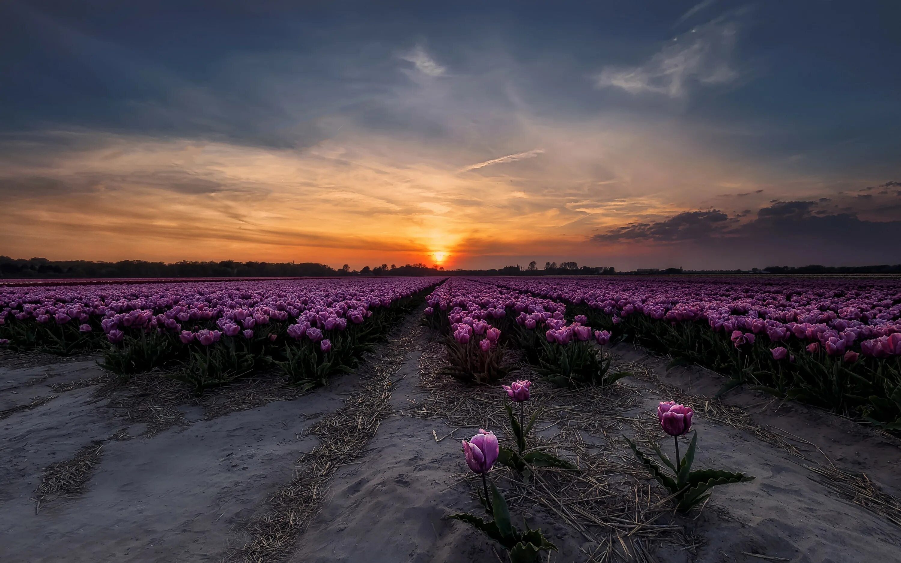 Flower sunset. Тюльпановое поле Голландия рассвет. Поле с розовыми цветами. Поле цветов на рассвете. Цветы на закате.