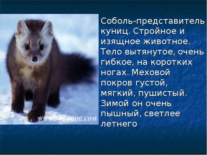 Чтобы спасти вымирающий вид куниц