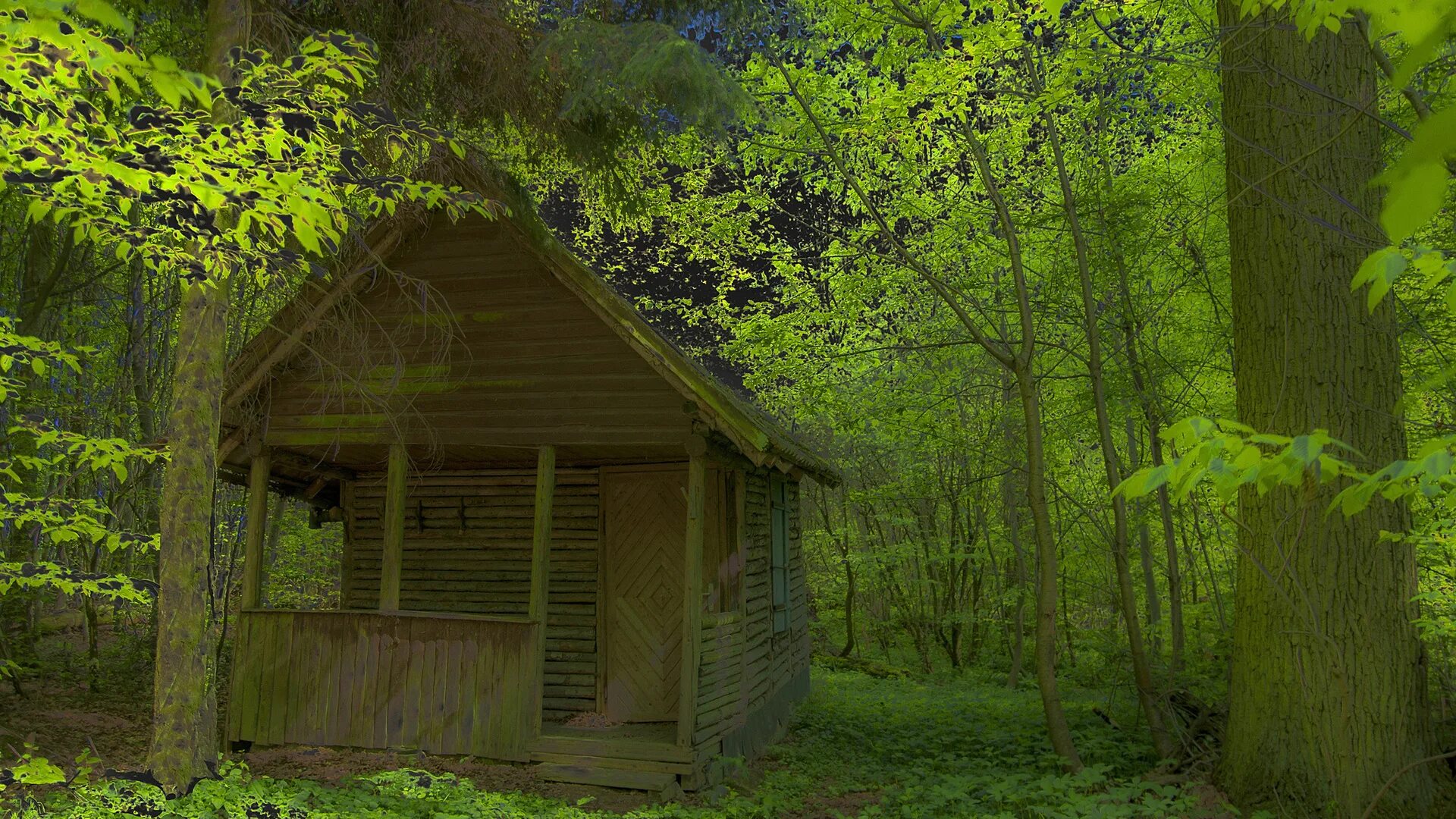 Домик в лесу летом. Домик в лесу. Деревянный домик в лесу. Лесные домики. Дом в лесу.