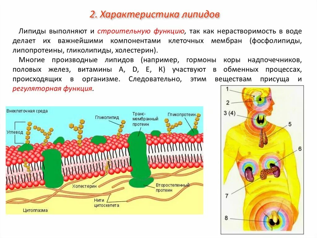 Функции липидов в клеточной мембране. Строение мембраны мембранные липиды и их функции. Липид в структуре клеточной мембраны. Строение мембраны клетки . Липиды. Лучшие липидные маски