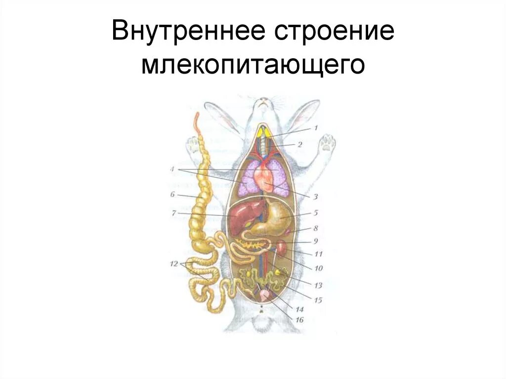 Внутреннее строение млекопитающих схема. Внутреннее строение млекопитающих пищеварительная система. Строение млекопитающих кролик. Внутреннее строение млекопитающих 8 класс.