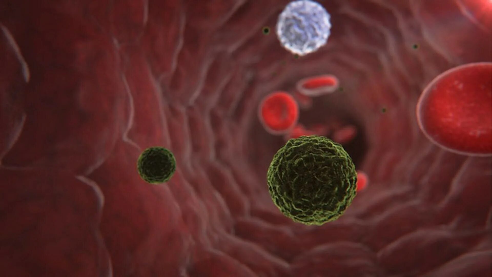 The virus can be. Геморрагическая форма лихорадки Денге. Вирус Денге под микроскопом. Лихорадка Денге под микроскопом.