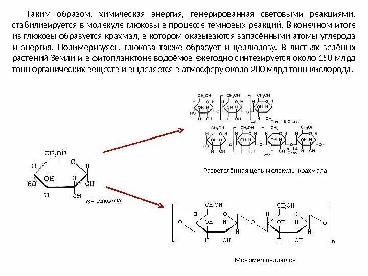 Глюкоза соединение углерода. Формула и схема молекулы Глюкозы. Схема включения атомов углеродного скелета в молекулы Глюкозы. Поликонденсация молекул Глюкозы. Запасающее вещество которое образуется из Глюкозы.