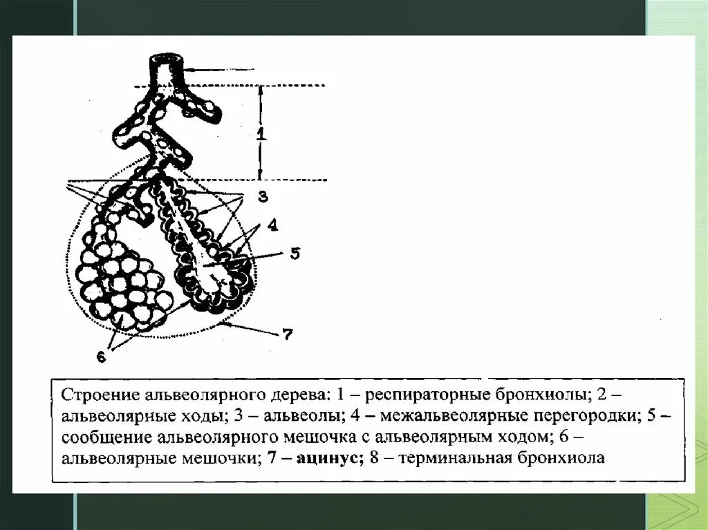 Строение альвеолярного дерева ацинуса. Строение альвеол. Строение альвеолы легкого. Альвеолы альвеолярные ходы.