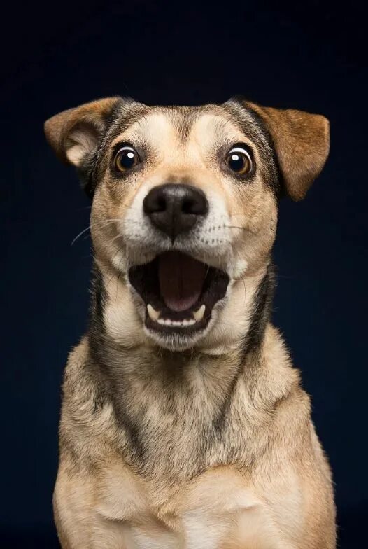 собака удивлена видео. эмоции собак радость. собака удивлена видео. мопс орет. лабрадор морда.