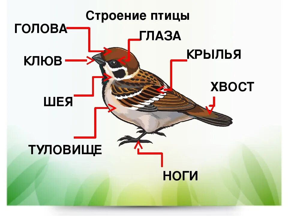 Воробей по частям