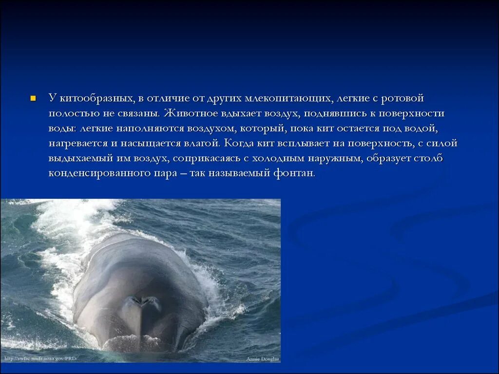 Площадь легких млекопитающих. Отряды млекопитающих китообразные. китообразные характеристика. китообразные презентация. различия китообразных.