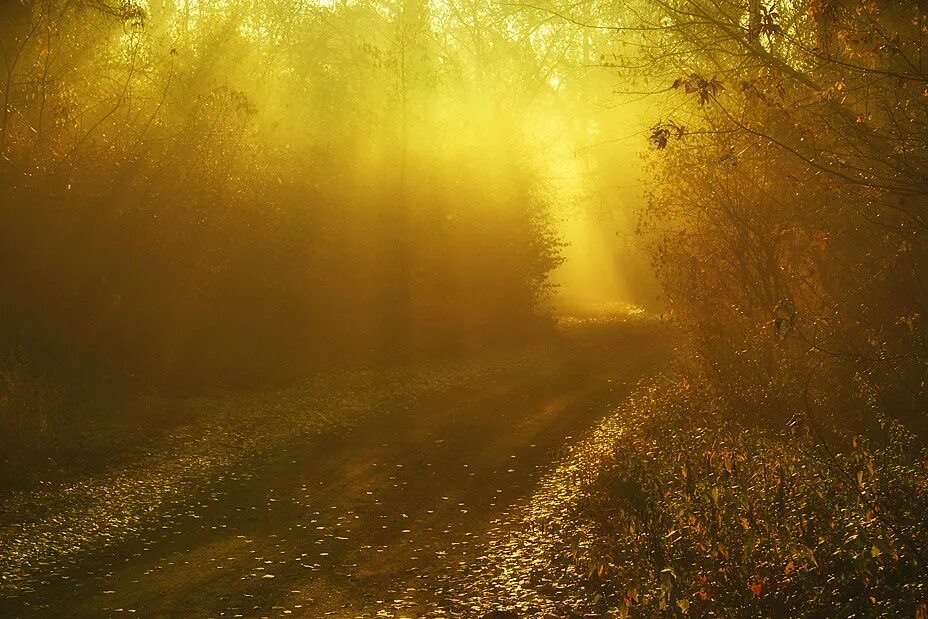 Рассвет на реке. Золотистый туман. Туман в живописи. Золотистый туман. Золотистый туман.