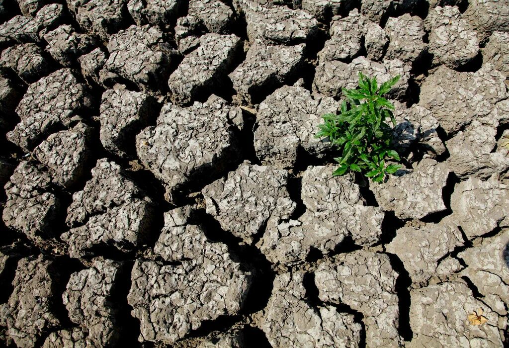 Земля потерпит. Снижеение плодородия поч. Неплодородная почва. Обеднение почвы. Плохая почва.