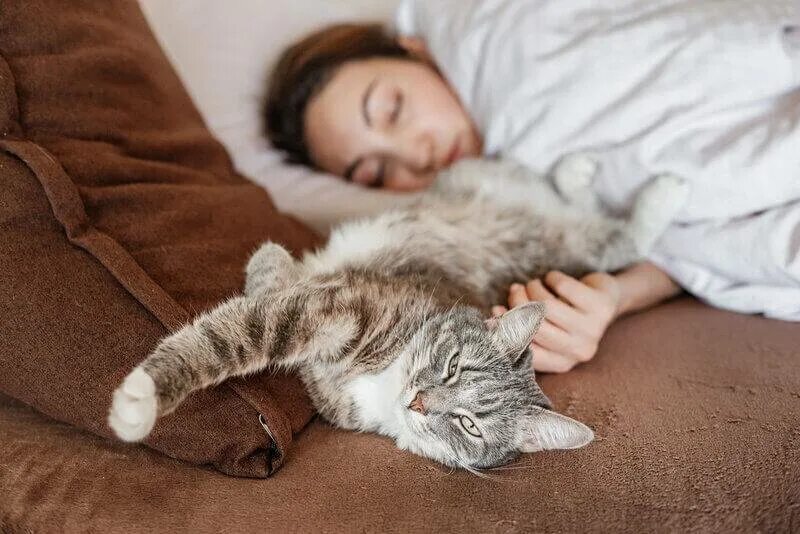 Кошки спят в обнимку с хозяином. Кошка лежит на одежде. Позы сна кошек. Приучить спать в кровати