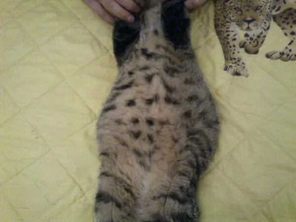 Живот котенка. У котенка толстый животик.