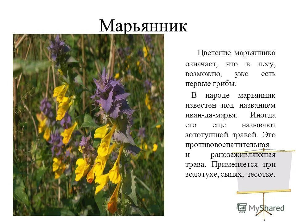 Описание под названием
