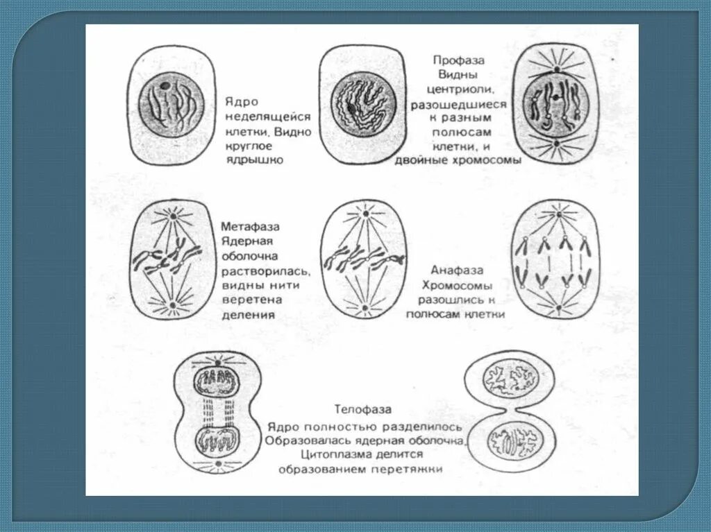 Название стадий деления клетки. Фазы митоза схема. Фазы митотического деления клетки. Деление клетки митоз стадии митоза. Этапы деления клетки митоз.