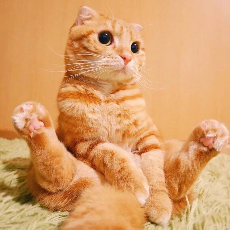 Мимими ми. Ми ми котики. кот мимими. кошечки мимими. котята ми ми ми.