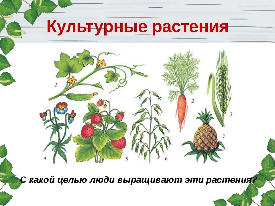 Культурные растения. Культурные растения картинки. Дикие и культурные растения. Культурные растения растения.