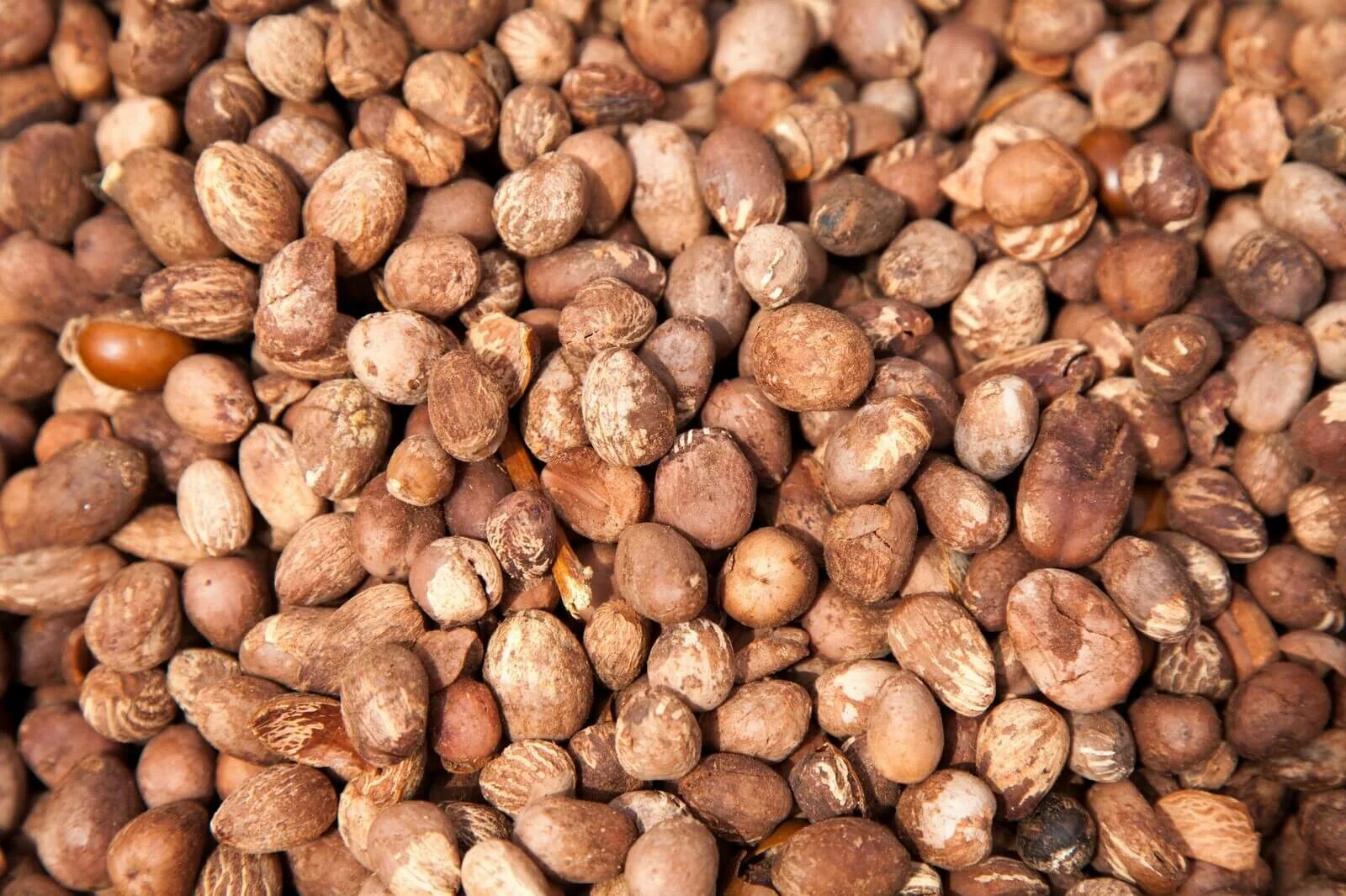 Орехи ши карите. Африканское дерево ши. Орехи ши карите. Орехи ши. Ши каритэ.