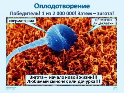 Биология 11 класс развитие половых клеток оплодотворение