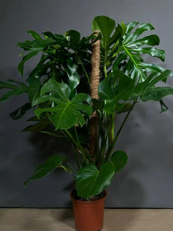 комнатные растения казань. домашнее растение. гузмания хоуп lechuza. комнатные растения казань. Lechuza cubico premium.