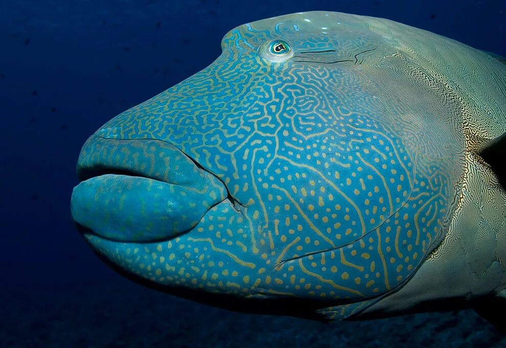 Humphead Wrasse. Wrasse рыба. Cheilinus undulatus рыба. Жители моря.