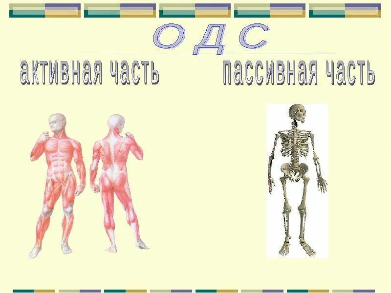 Сообщение по биологии 8 класс. Биология 8 класс скелет человека осевой скелет. осевой скелет человека презентация 8 класс. осевой скелет 8 класс биология. осевой скелет презентация 8 класс.