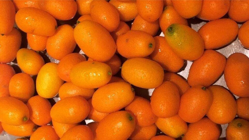 Кумкват сорта. Кумкват. манго кумкват. кумкват маракуйя. кумкват цукини.