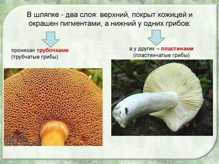 Какая шляпка у гриба