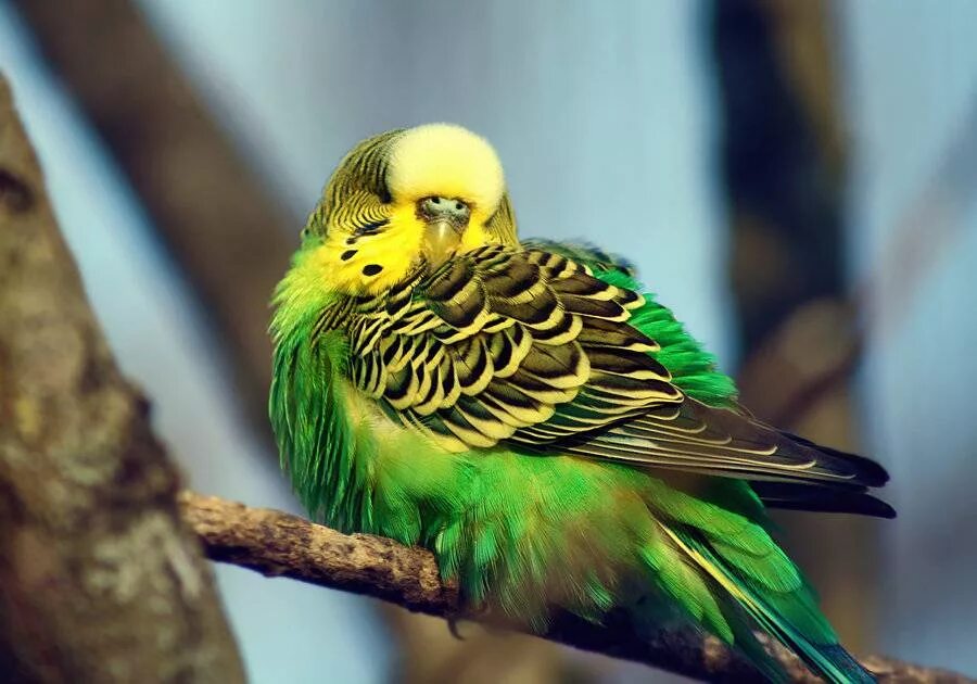 Попугай зеленый волнистик. Попугаи волнистые зелёные попугаи. Волнистый попугай салатовый. Жёлто-зелёные попугаи волнистый попугай.