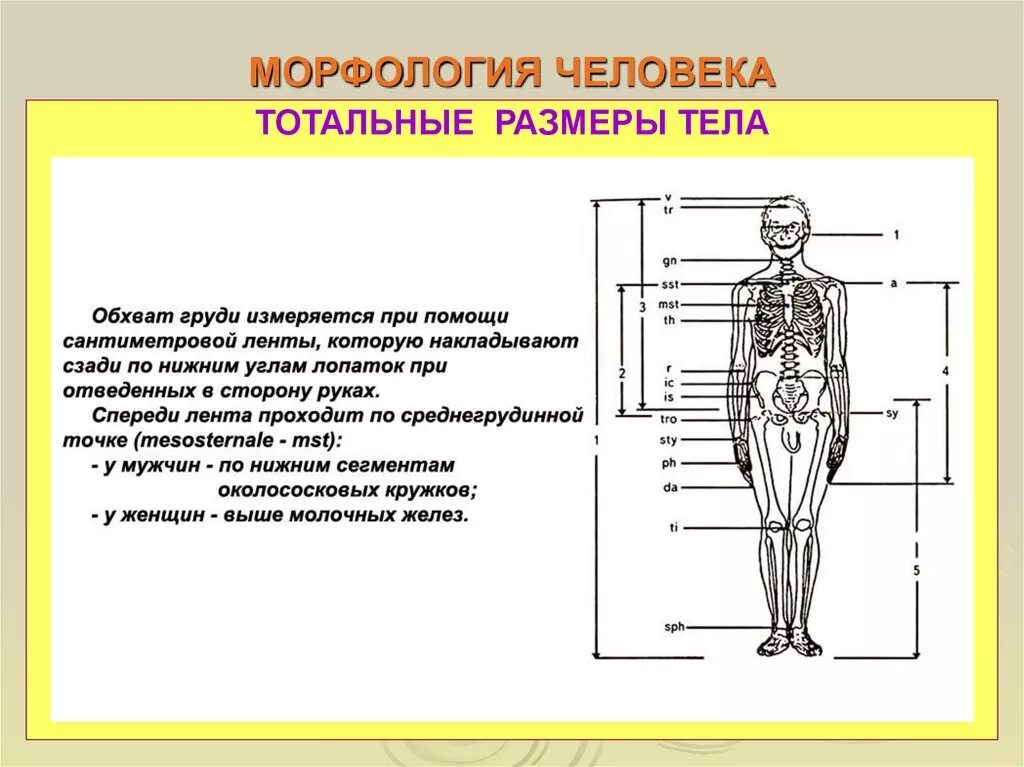 Морфология тела человека. Морфологическое строение человека. Размеры тела человека. Габариты туловища человека. Тотальное тело