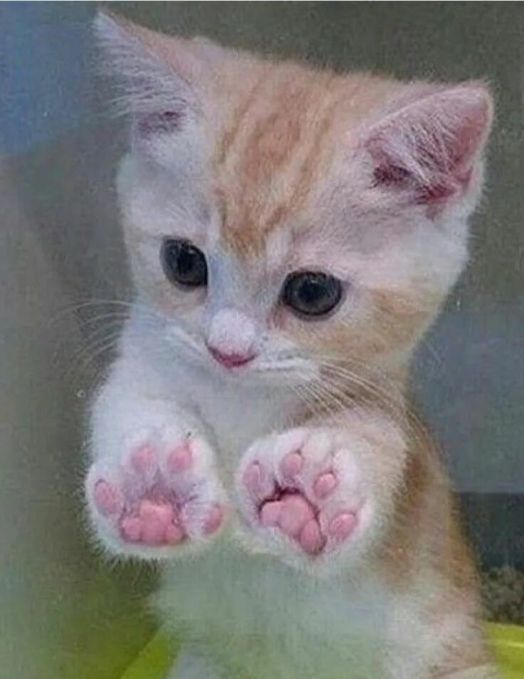 Маленький котенок. Покажи нам кошек. Кот защищается. Покажи нам кошек. Котята милые и пушистые.