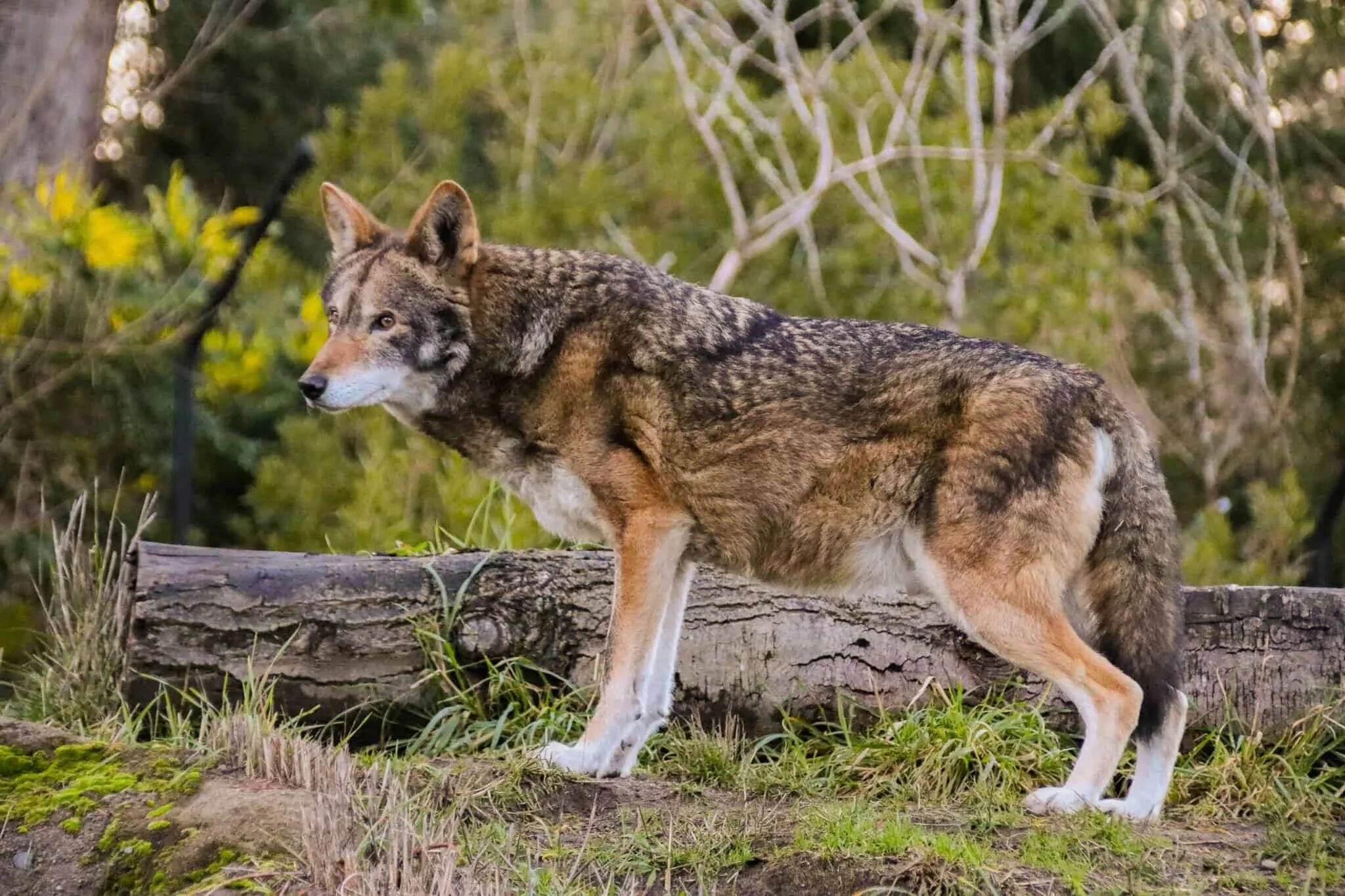 Ред вольф. Флоридский рыжий волк. Canis Lupus Campestris. Рыжий Степной волк Забайкалья. Красный волк.