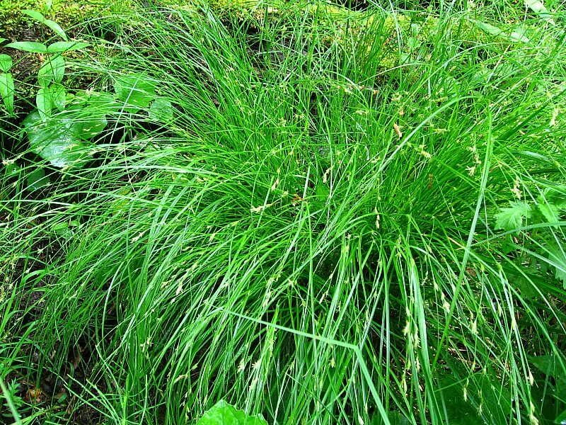 Зеленые растения осока цепь. Осока подушковидная. осока обильнолистная (carex foliosissima `irish green`). новозеландская осока. осока репария.