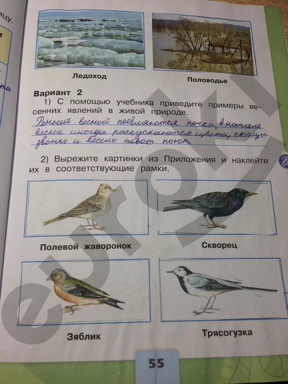 Окр мир стр 58. Окружающий мир 2 класс рабочая тетрадь 2 часть Плешаков стр 55. Окружающий мир рабочая тетрадь Плешаков вторая часть страница 55. Гдз по окружающему миру 2 класс рабочая тетрадь 1 часть Плешаков стр 55. Окружающий мир 2 класс рабочая тетрадь 2 часть стр 55 ответы.