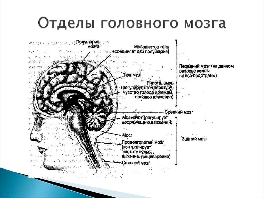 За что отвечают отделы головного мозга. Отделы головного мозга схема. Мозг отделы мозга. Функции отделов мозга. Древние отделы мозга человека