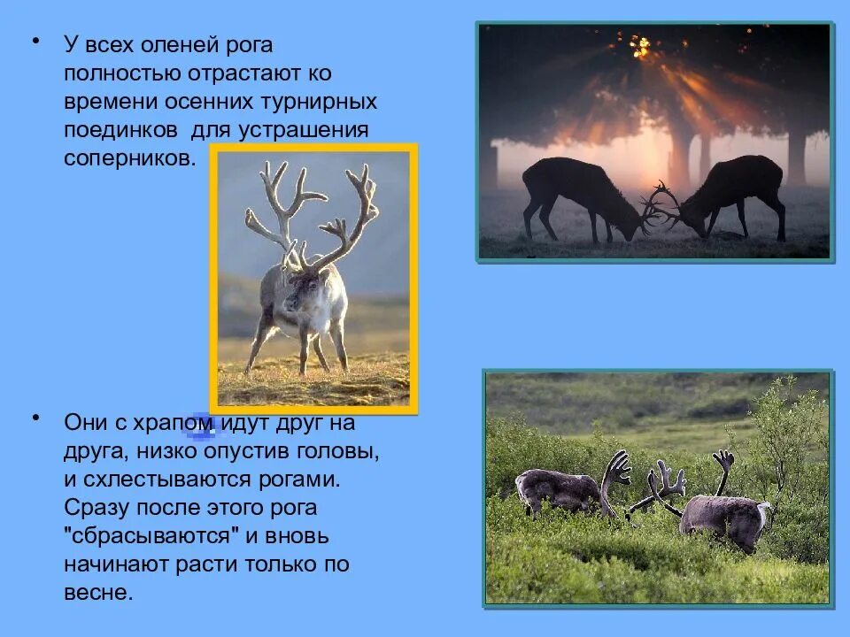 Северный олень тундры сообщение 4. Олень для презентации. презентация на тему олень. северный олень презентация. северный олень интересные факты.