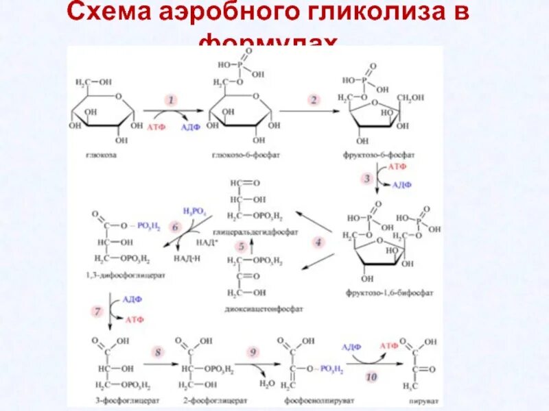 Схема анаэробного гликолиза биохимия. Аэробный гликолиз формула. Механизм образования АТФ схема гликолиза. Цикл гликолиз схема. Аэробного расщепления